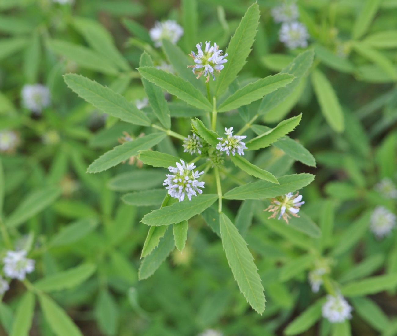 Image of Trigonella caerulea specimen.