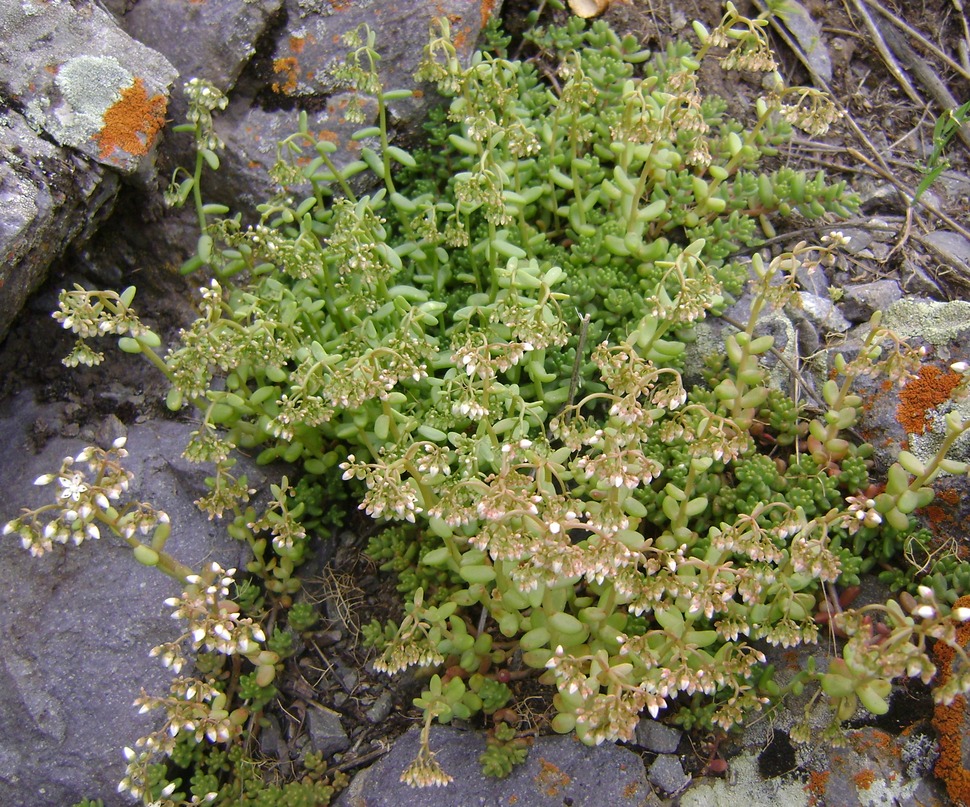 Изображение особи Sedum album.