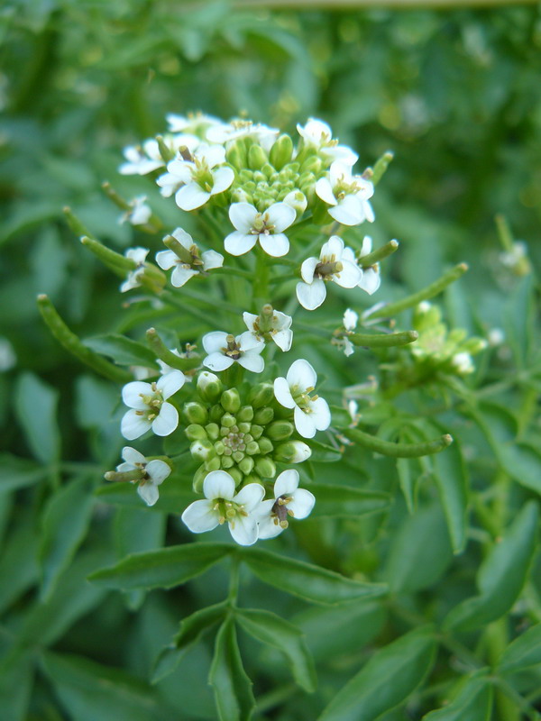 Image of Nasturtium officinale specimen.