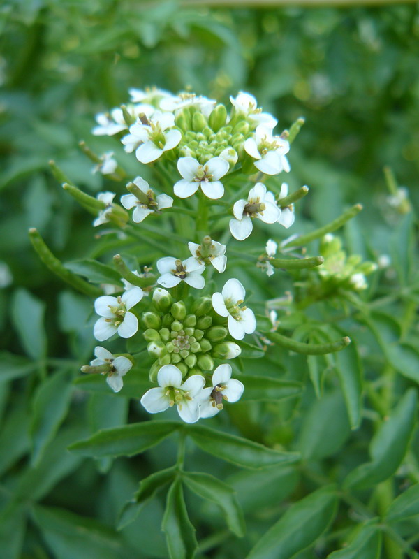 Изображение особи Nasturtium officinale.