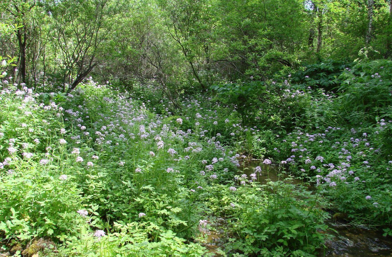 Изображение особи Cardamine macrophylla.