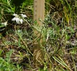 Oxytropis floribunda. Цветущее растение. Казахстан, Восточно-Казахстанская обл., г. Усть-Каменогорск, восточные окр., Лесхоз, склон сопки. 27.05.2018.