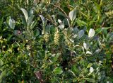 genus Salix. Верхушка ветви с соплодиями. Красноярский край, Ермаковский р-н, природный парк \"Ергаки\", берег оз. Светлое, ≈ 1500 м н.у.м., опушка хвойного леса. 14.07.2018.