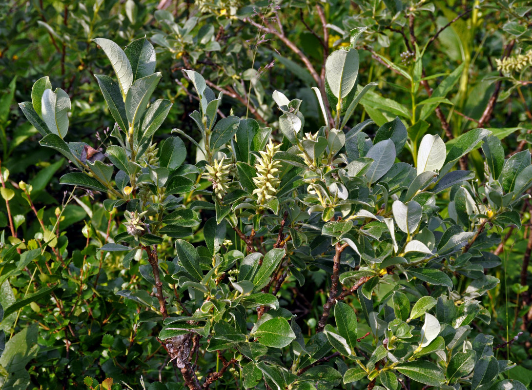 Image of Salix glauca specimen.