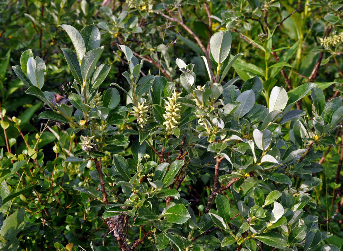 Изображение особи Salix glauca.