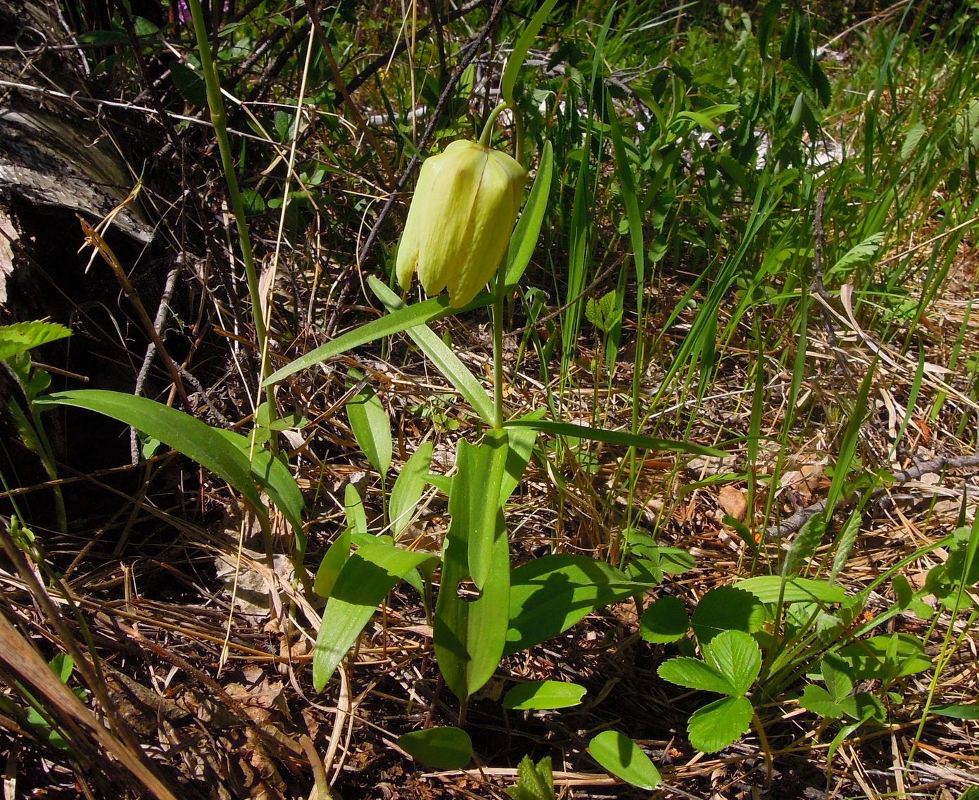 Изображение особи Fritillaria sonnikovae.