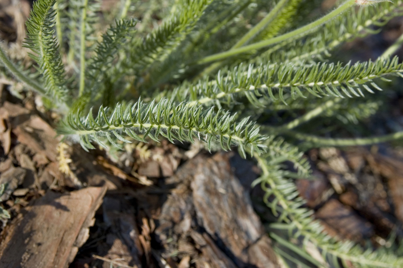 Изображение особи Oxytropis myriophylla.