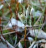 Polytrichum commune. Спорогон. Чувашия, окр. г. Шумерля, сосновый бор за объездной трассой. 15.05.2017.