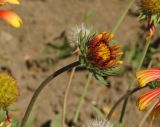 Gaillardia × grandiflora. Верхушка побега с раскрывающимся соцветием. Казахстан, Восточно-Казахстанская обл., г. Усть-Каменогорск, в культуре. 28.08.2017.