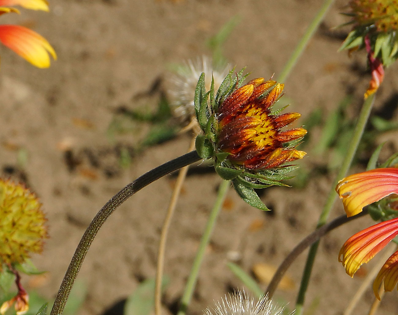 Изображение особи Gaillardia &times; grandiflora.