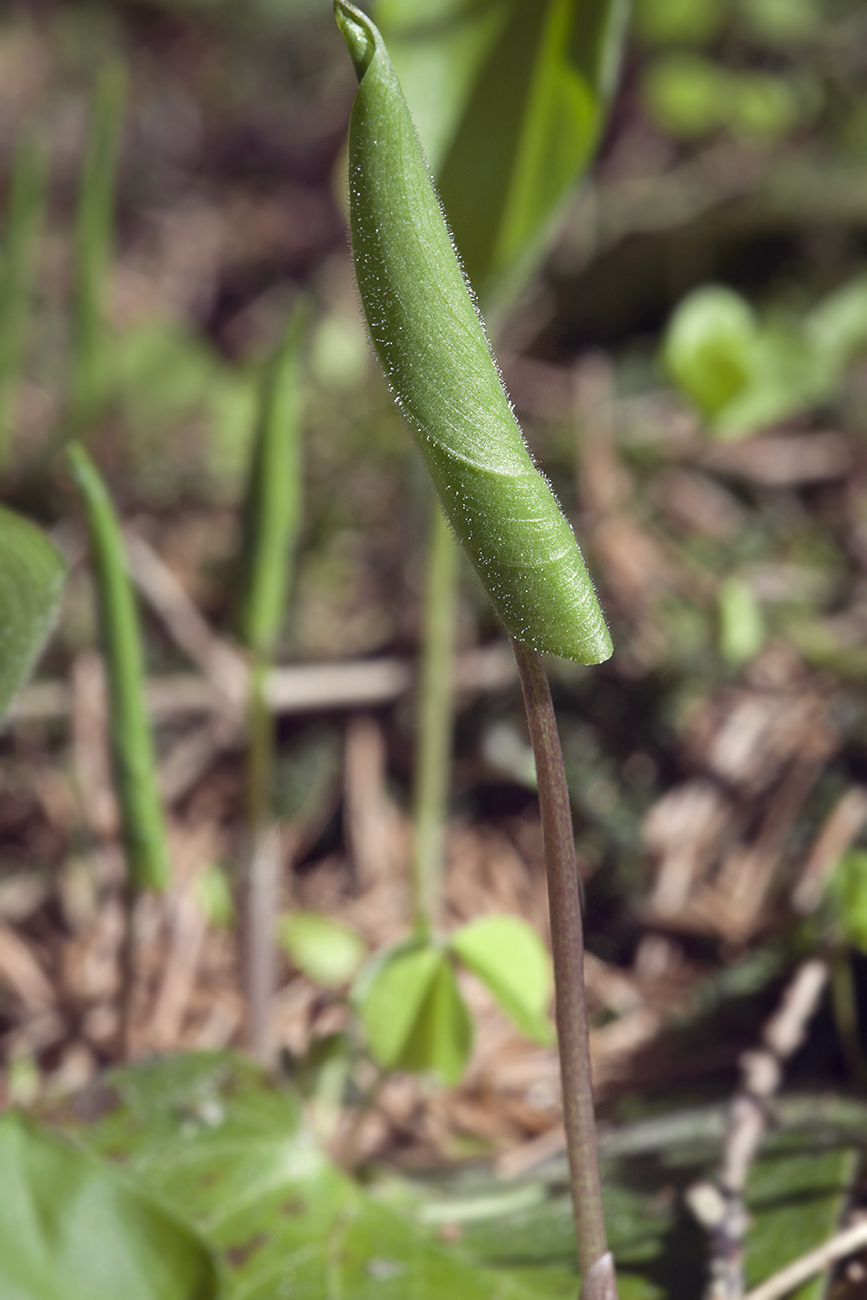 Изображение особи Maianthemum bifolium.