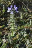 Salvia verbenaca