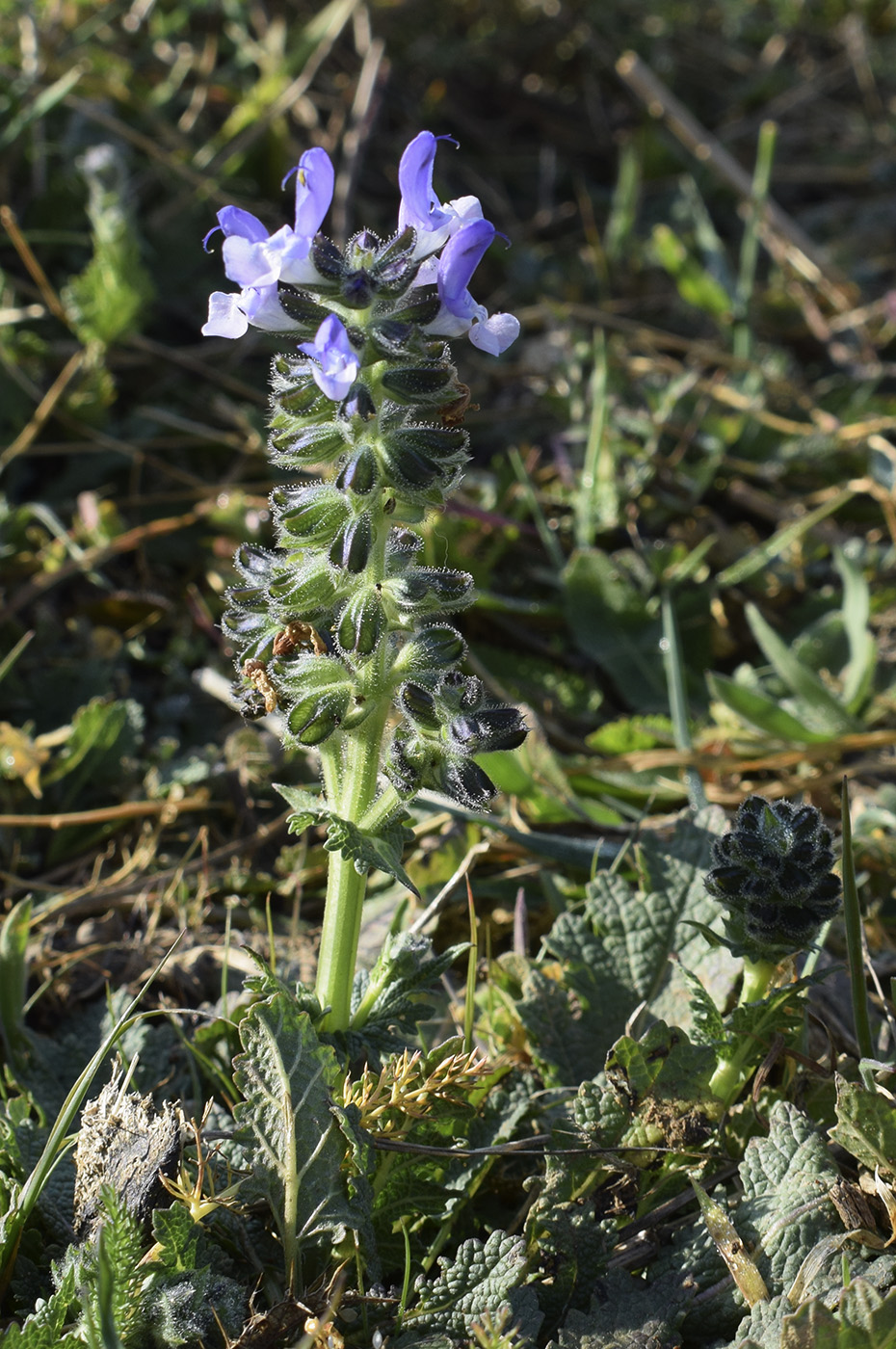 Изображение особи Salvia verbenaca.