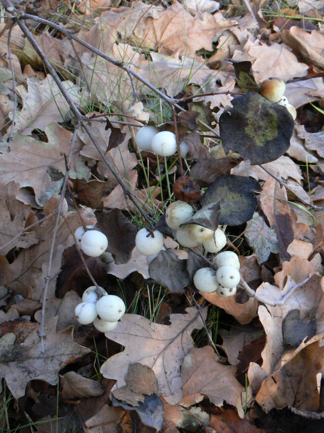 Изображение особи Symphoricarpos albus var. laevigatus.