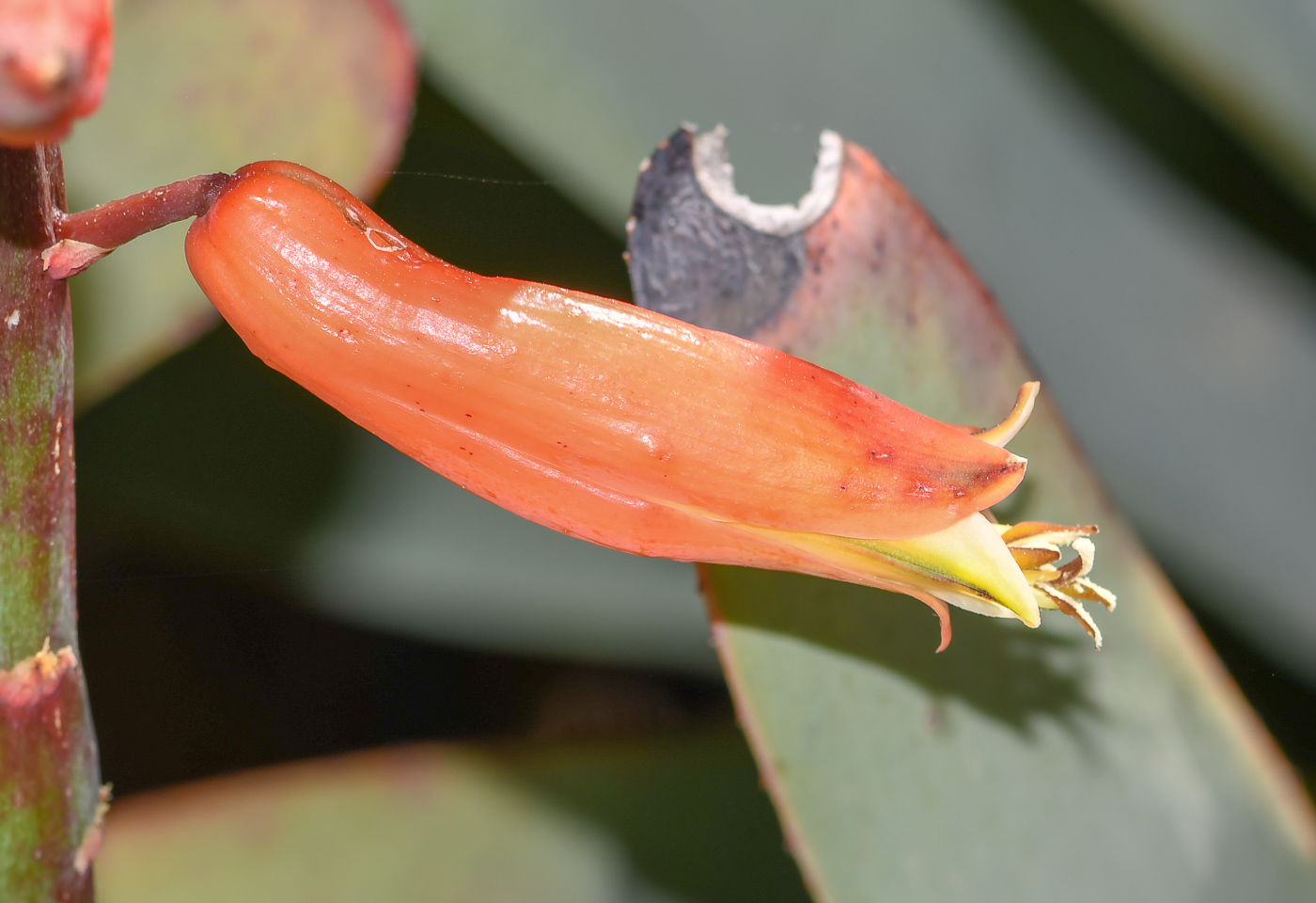 Image of Aloe plicatilis specimen.