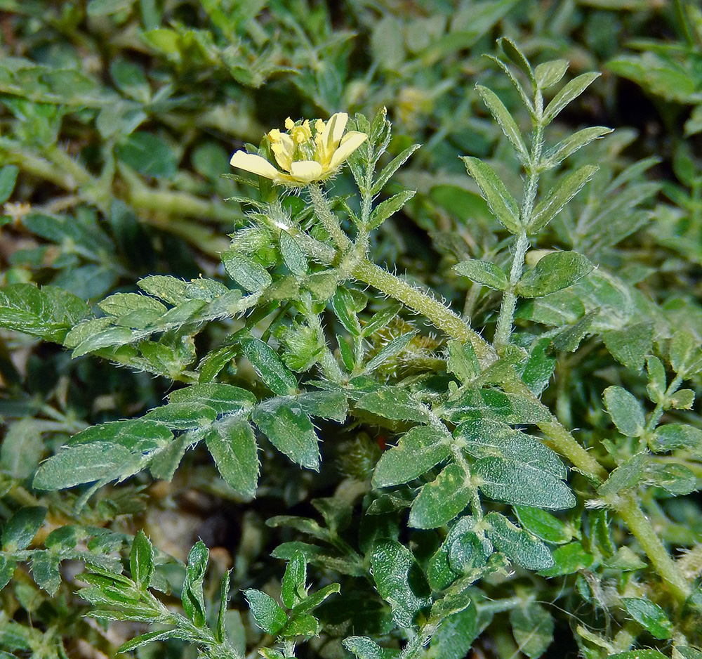 Изображение особи Tribulus terrestris.