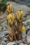 genus Orobanche. Молодое вегетирующее растение. Краснодарский край, Анапский р-н, окр. мыса Большой Утриш, граница леса и обочины старой дороги Большой Утриш-Сукко, на щебнистом грунте. 03.05.2019.