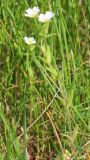 Cerastium dichotomum