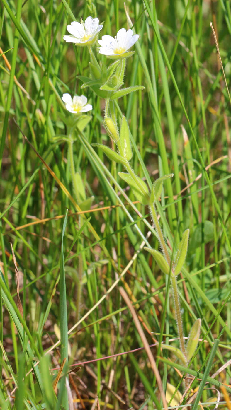 Изображение особи Cerastium dichotomum.