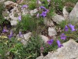 Campanula taurica. Цветущее растение. Крым, верхнее плато Чатырдага. 4 июля 2010 г.