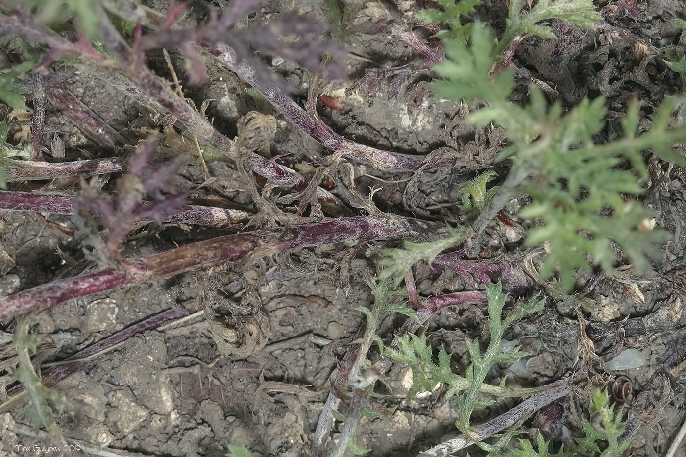 Image of Anthemis tinctoria specimen.