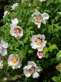 Paeonia suffruticosa
