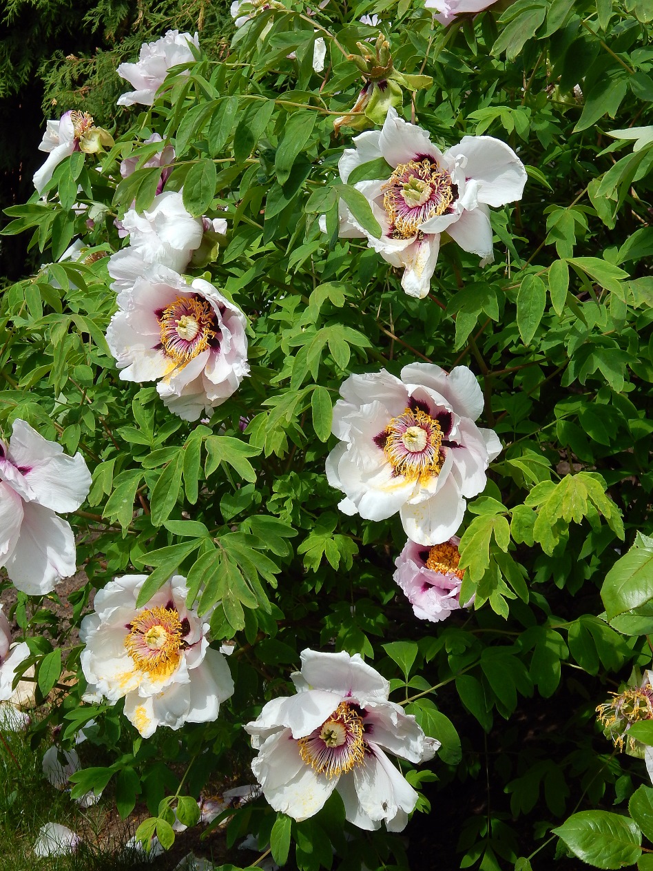 Image of Paeonia suffruticosa specimen.