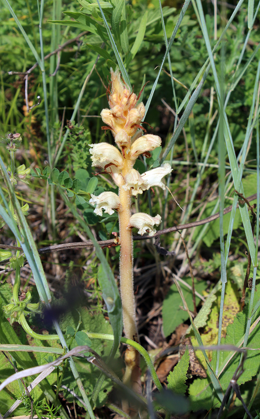 Изображение особи Orobanche alba.