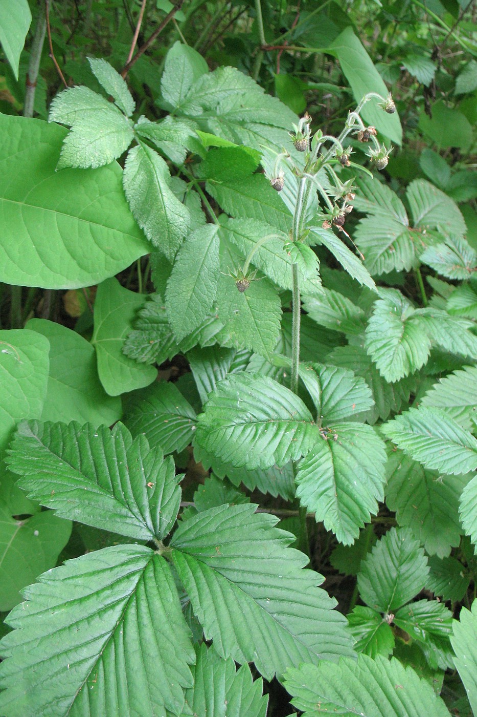 Image of Fragaria moschata specimen.