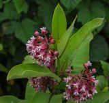 Asclepias syriaca