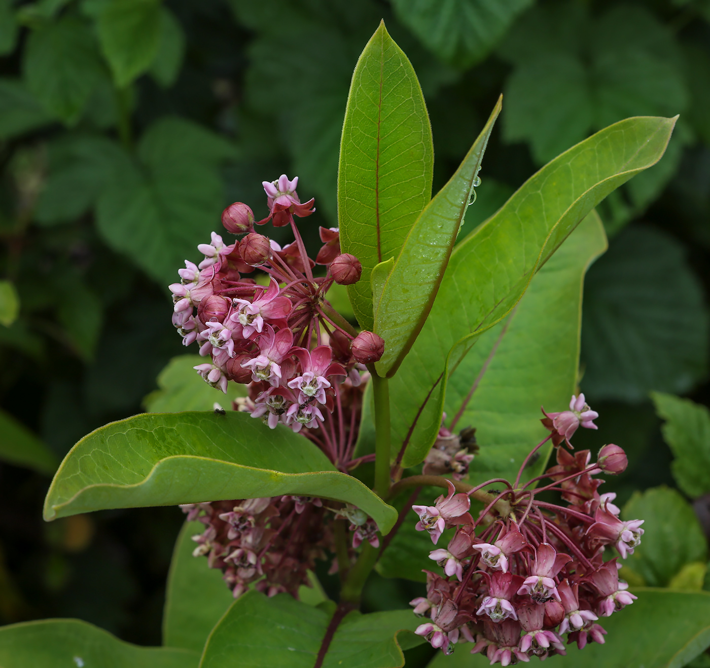 Изображение особи Asclepias syriaca.