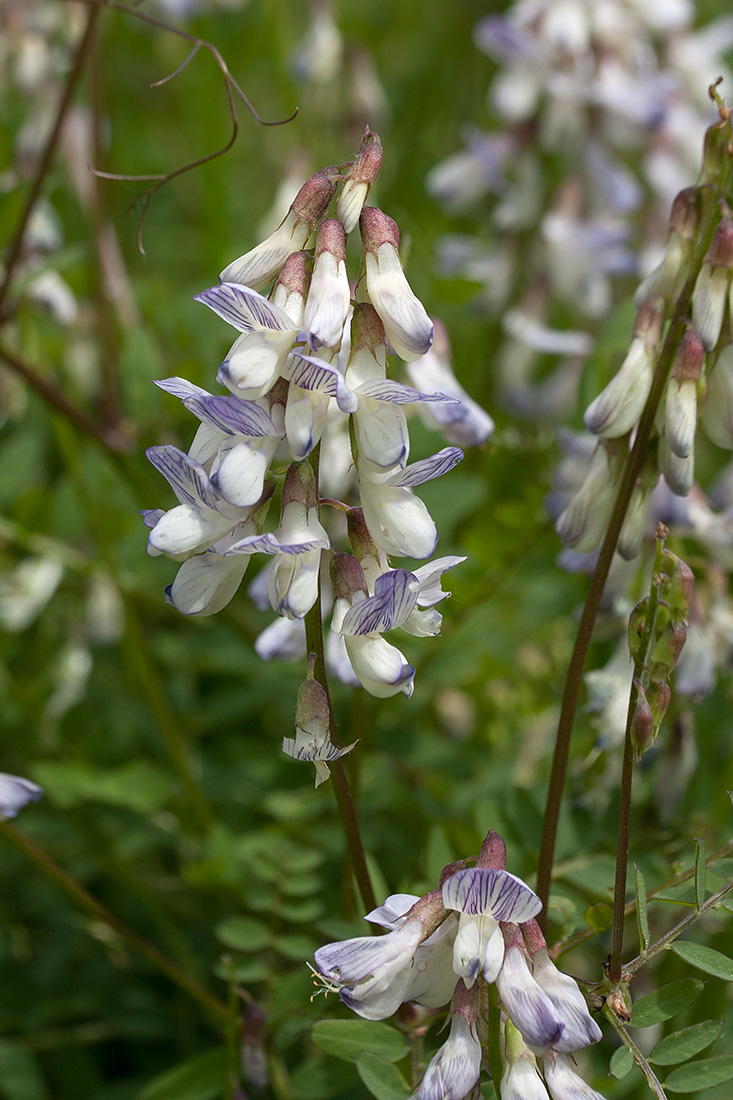 Image of Vicia sylvatica specimen.