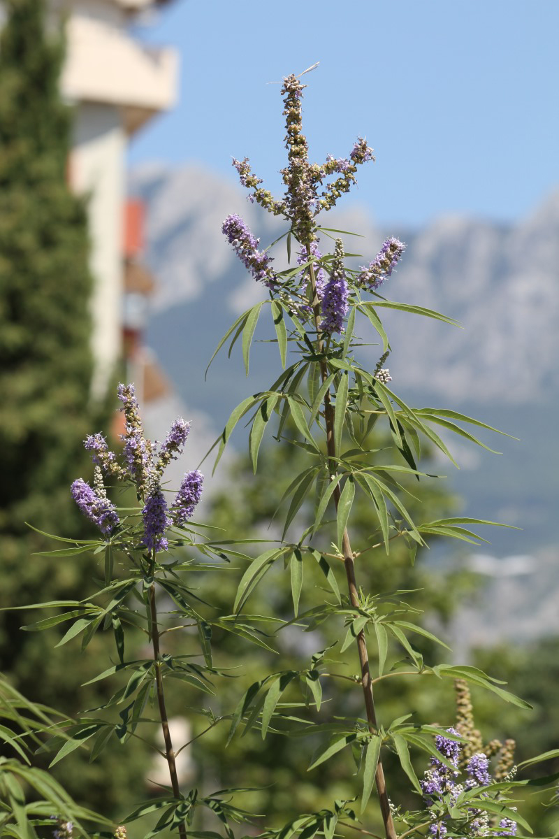 Изображение особи Vitex agnus-castus.