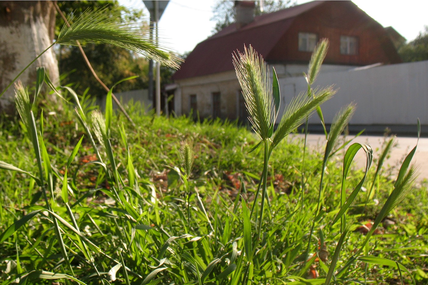 Image of Hordeum murinum specimen.