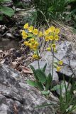 Primula macrocalyx