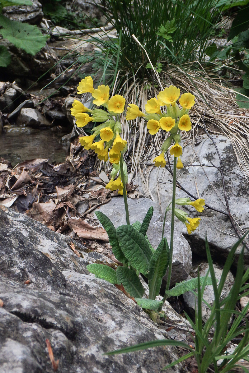 Изображение особи Primula macrocalyx.