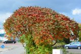 Rhus typhina