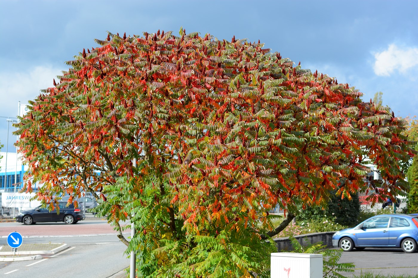 Image of Rhus typhina specimen.