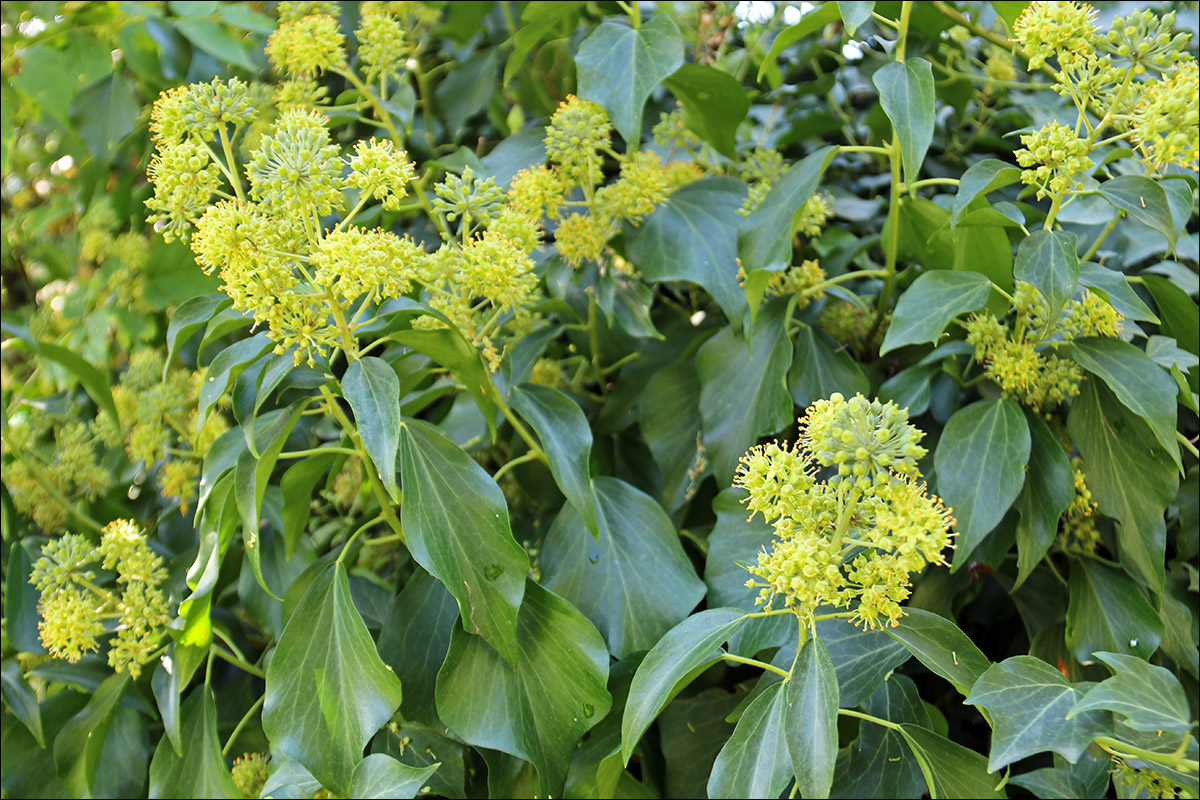 Image of Hedera helix specimen.