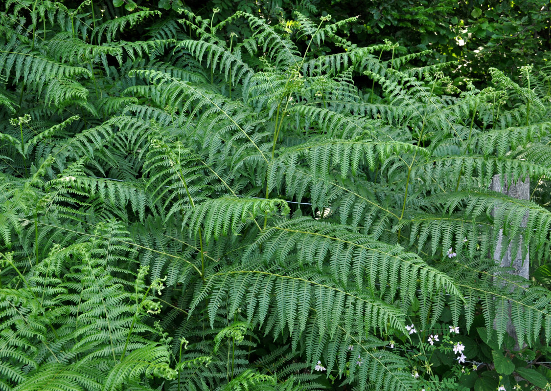 Изображение особи Pteridium aquilinum.