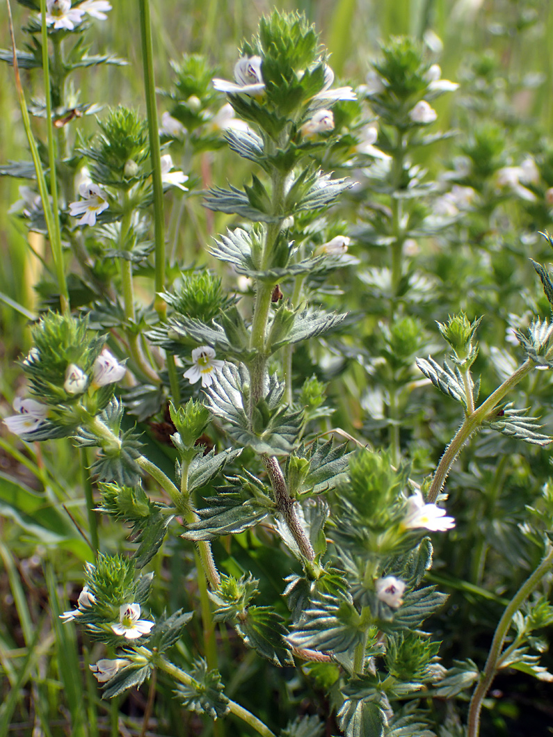 Изображение особи Euphrasia brevipila.