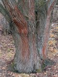 Salix alba. Нижняя часть ствола с водорослью Trentepohlia umbrina на коре. Ульяновск, Заволжский р-н, берег Куйбышевского водохранилища. 28.10.2019.