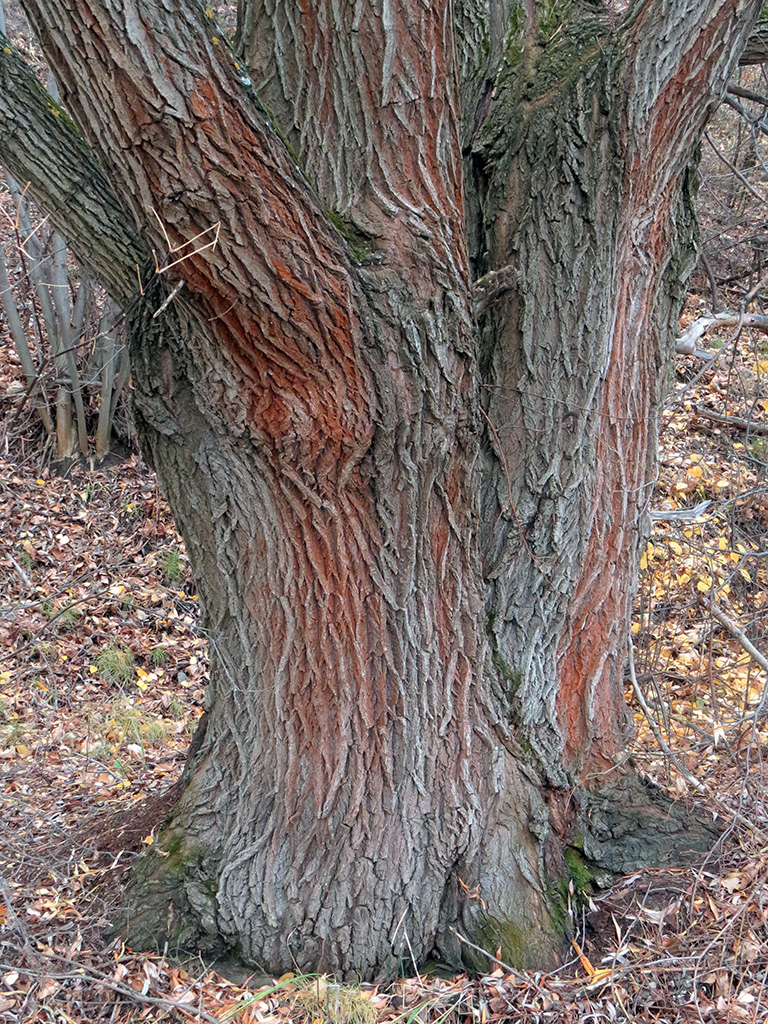 Изображение особи Salix alba.