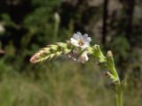 Leptorhabdos parviflora