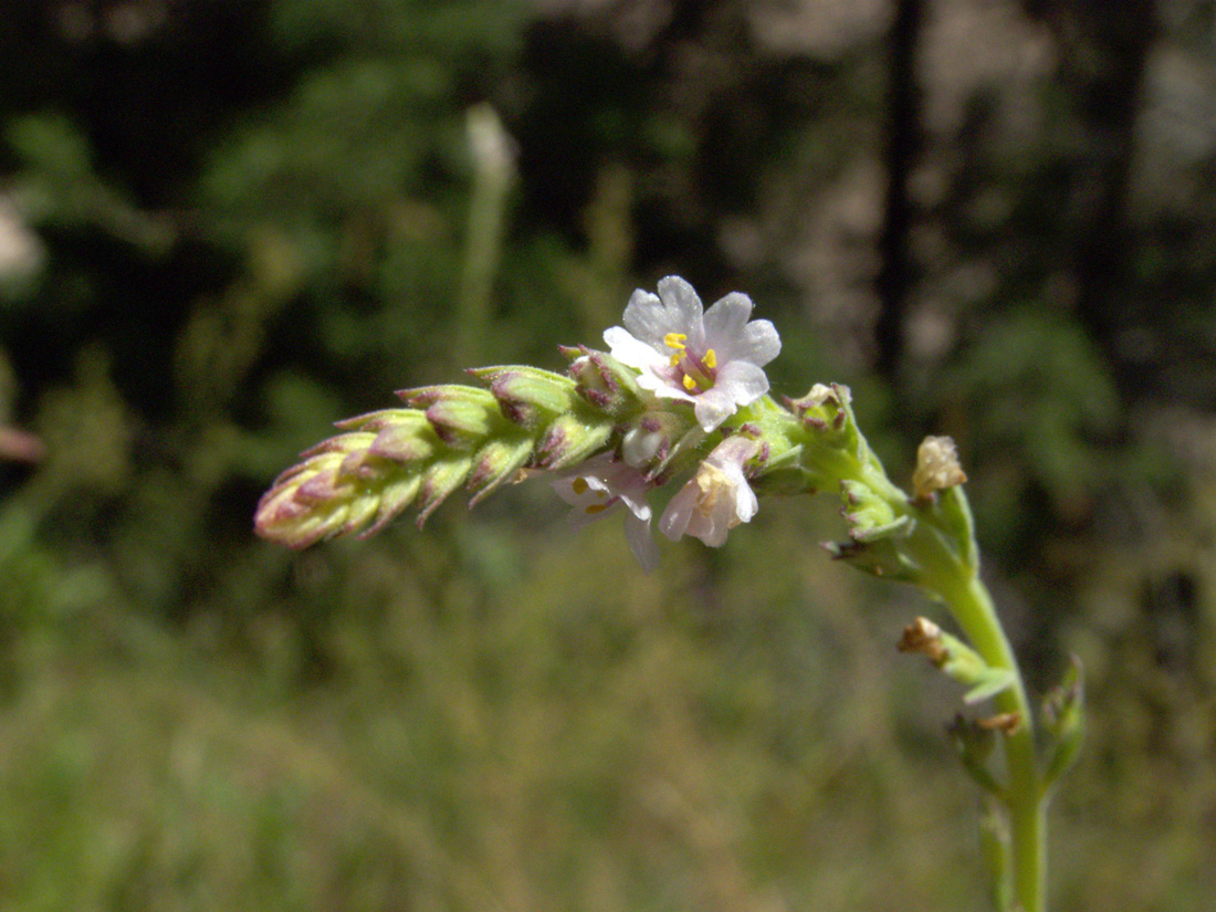 Изображение особи Leptorhabdos parviflora.