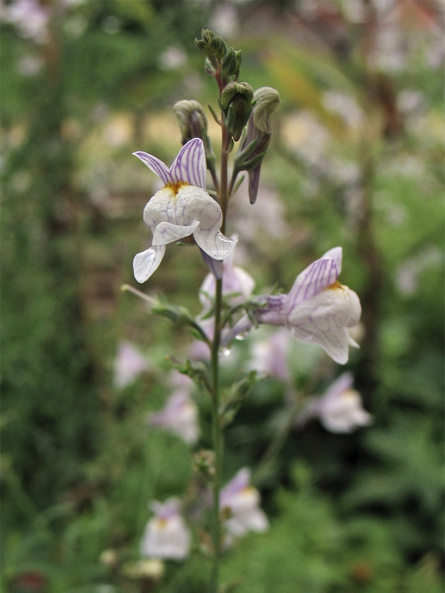 Изображение особи Linaria repens.