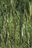 Calamagrostis inexpansa