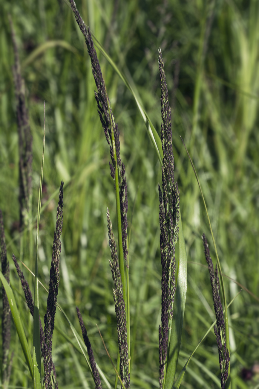 Изображение особи Calamagrostis inexpansa.