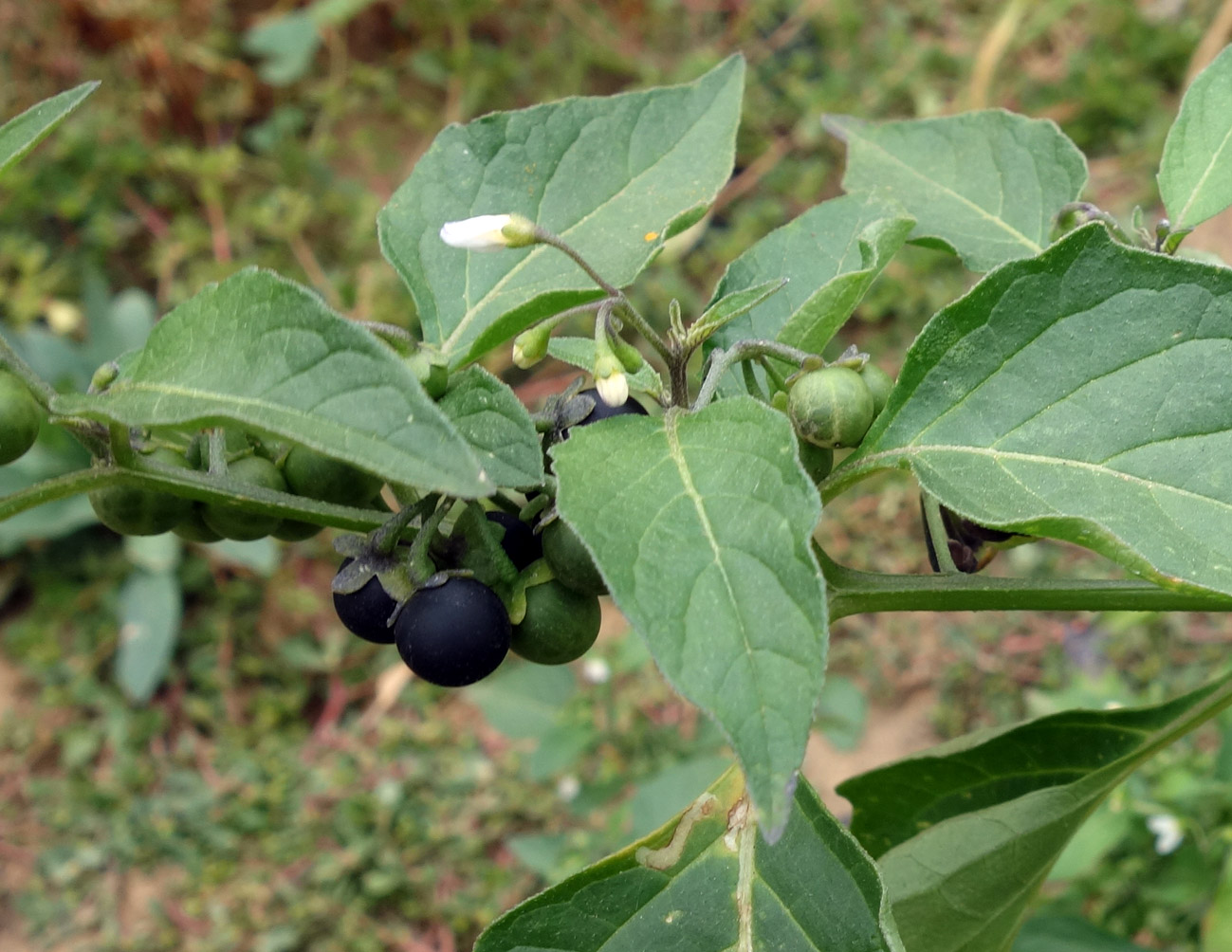 Изображение особи Solanum nigrum.