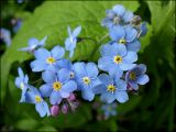 Myosotis sylvatica